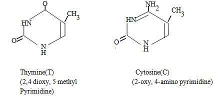 thymine and cytosine